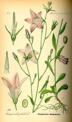 Campanula bienne Campanula bienne