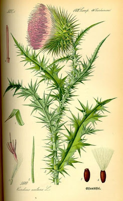 Carduus nutans L.
