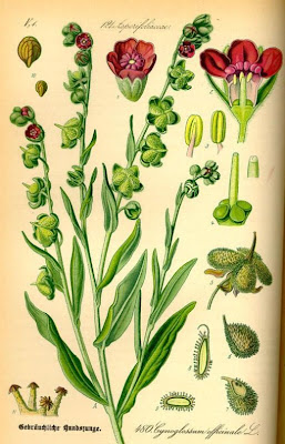 Common Hound's Tongue Common Hound's Tongue