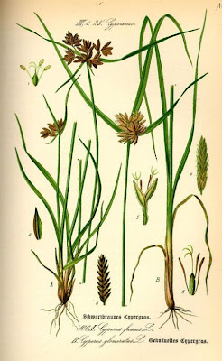 Cyperus glomeratus L.