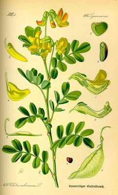 Bladder-senna Bladder-senna