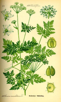 Carrot-fern Carrot-fern