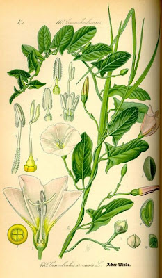Corda-de-viola Corda-de-viola