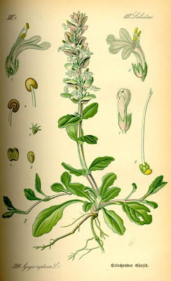 Ajuga reptans L.