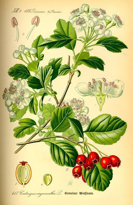 Biancospino selvatico Biancospino selvatico