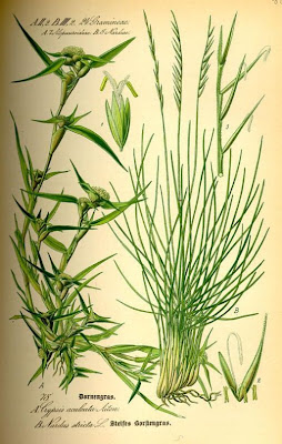 Brignolo spinoso