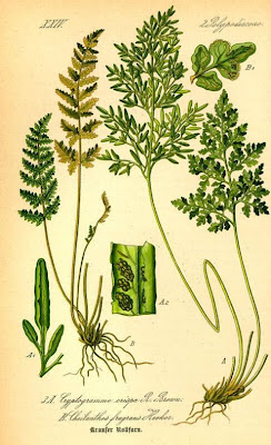 Parsley fern Parsley fern