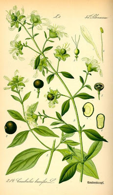 Berry Catchfly Berry Catchfly