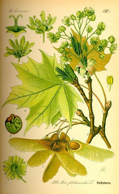 Acer platanoides L.