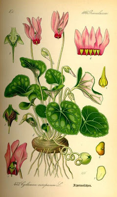 Cyclamen d'Europe Cyclamen d'Europe