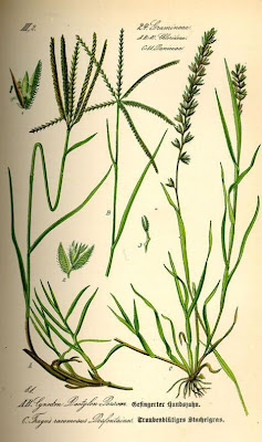 Bermuda grass Bermuda grass