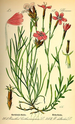 Dianthus carthusianorum L.