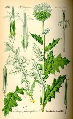 Echinops sphaerocephalus,
Cardo-pallottola maggiore,
Great Globe Thistle,
great globethistle