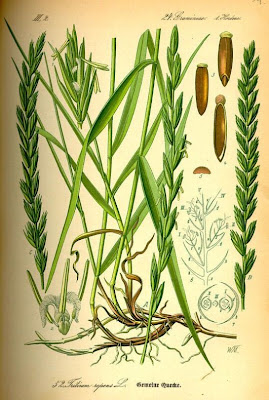 Ackerquecke Ackerquecke