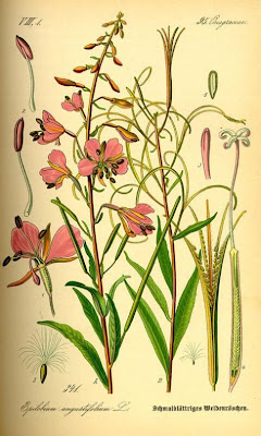 Erba di S. Antonio