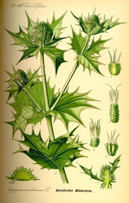 Calcatreppola marittima