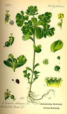 Euphorbia helioscopia L.