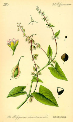 Fallopia dumetorum,
corpse-bindweed,
li shou wu,
Poligono delle siepi,
renou&ecute;e des haies,
tsurutade