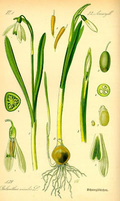 Galanthus nivalis L.