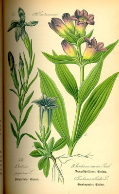 Genziana porporina Genziana porporina