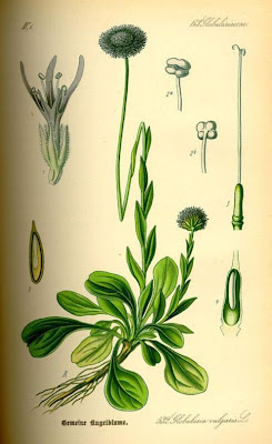 Common Globularia Common Globularia