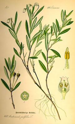 Andromeda,
bog rosemary Andromeda,
bog rosemary