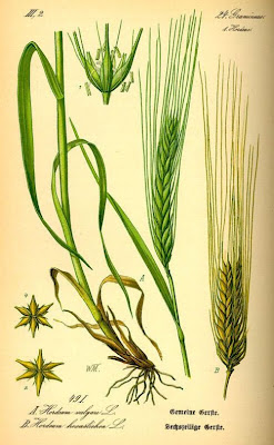 Cereal barley Cereal barley