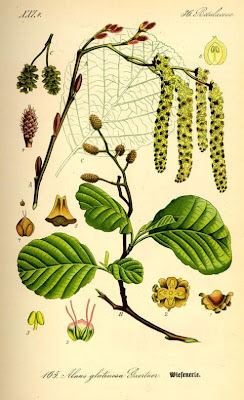 Alnus glutinosa,
black alder,
European alder,
European black alder,
Ontano comune,
Sticky Alder,
swartels