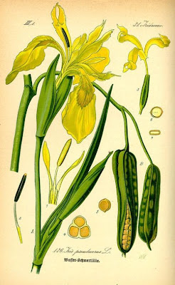 Coltellacci Coltellacci
