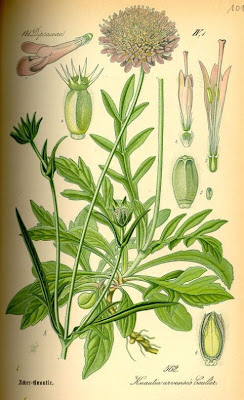 Knautia arvensis,
Acker - Witwenblume,
Ambretta comune,
bluebuttons,
erva-dos-prados,
escabiosa,
field scabiosa,
field-scabious,
gypsy's-rose,
knautie des champs,
scabieuse des champs,
Scabiosa