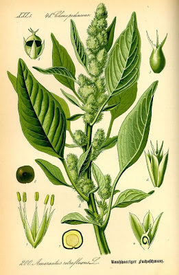 Amaranthus retroflexus L.