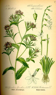Legousia speculum-veneris (L.) Chaix
