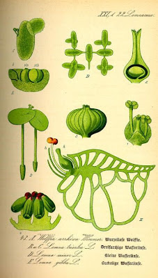 Lemna trisulca L.