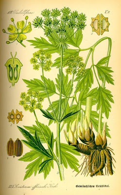 L�vistique officinale