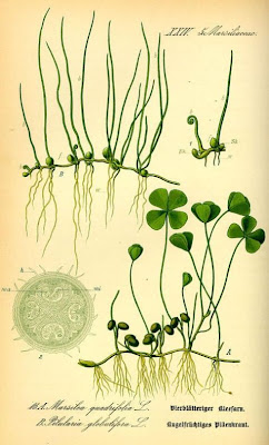 Marsilea quadrifolia L.