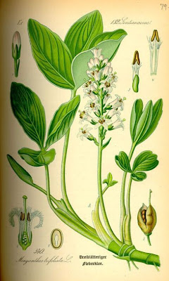 Bog-bean Bog-bean