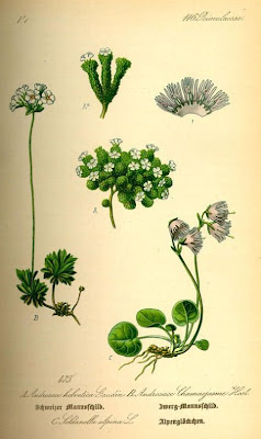 Androsace emisferica