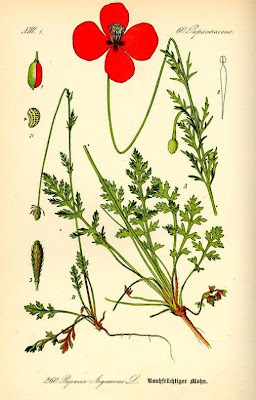 Papaver argemone L.