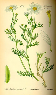 Field chamomile Field chamomile