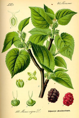 Common Mulberry Common Mulberry