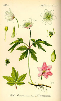 Anemonoides nemorosa (L.) Holub