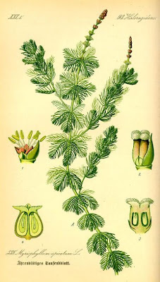 Myriophylle en epi