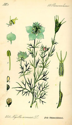 Nigella arvensis L.