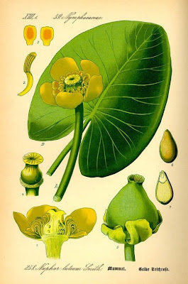 Yellow pond-lily