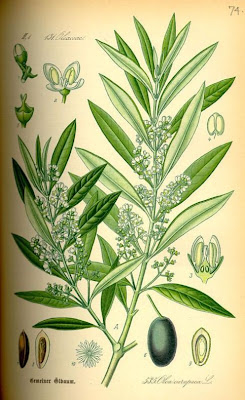 African olive African olive