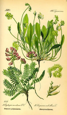 Astragalo montano Astragalo montano