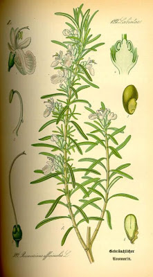Rosmarinus officinalis L.