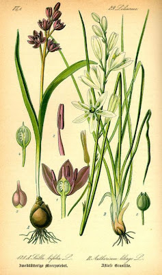 Lilioasfodelo maggiore Lilioasfodelo maggiore