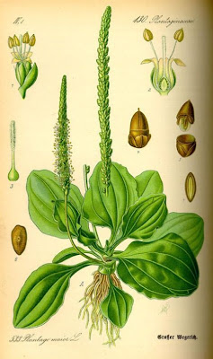 Grand plantain
