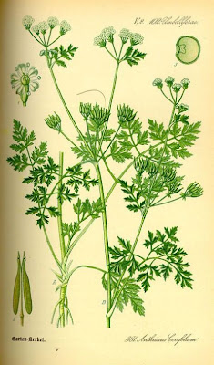 Cerafolio Cerafolio